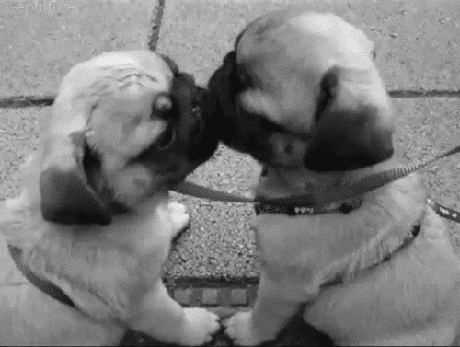 pups.gif