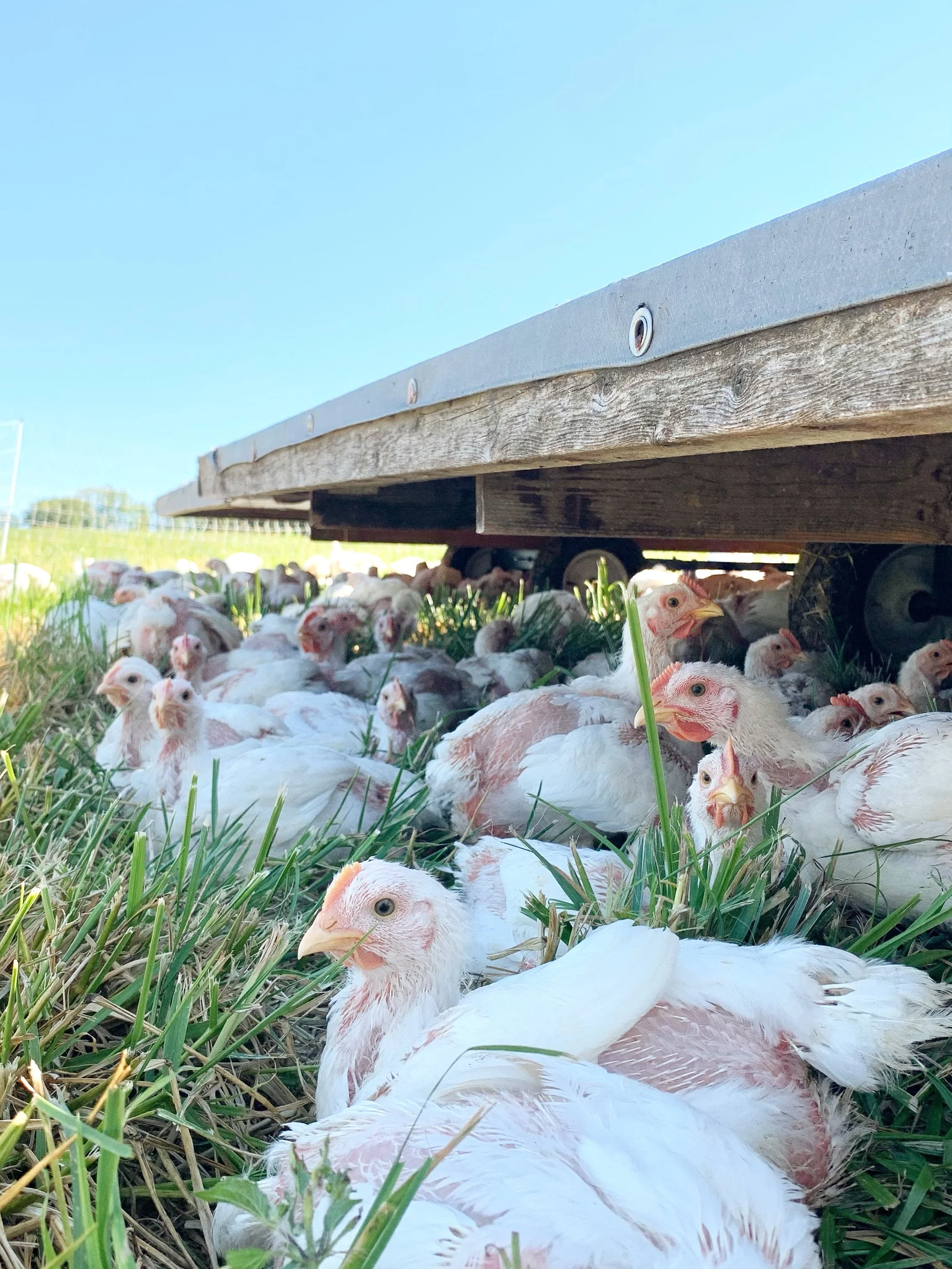 Whole Soybeans vs. Soybean Meal