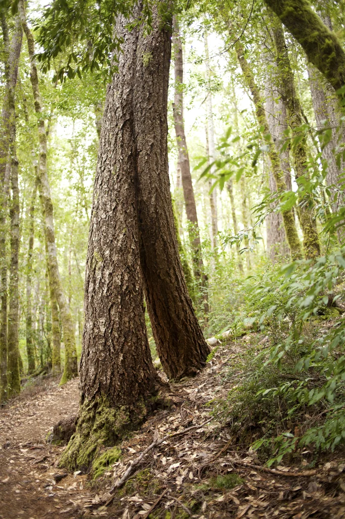 PageImage-496463-3434068-2treesgrowtogetheratthebombsite.jpg