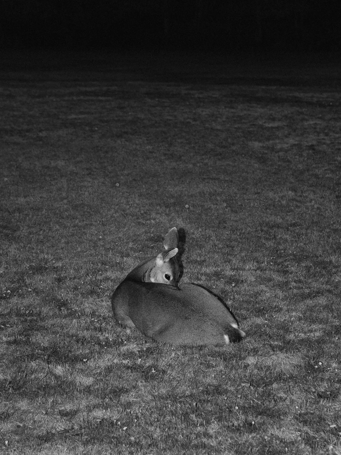 DeerSeries_Calisch_WEB-3.jpg
