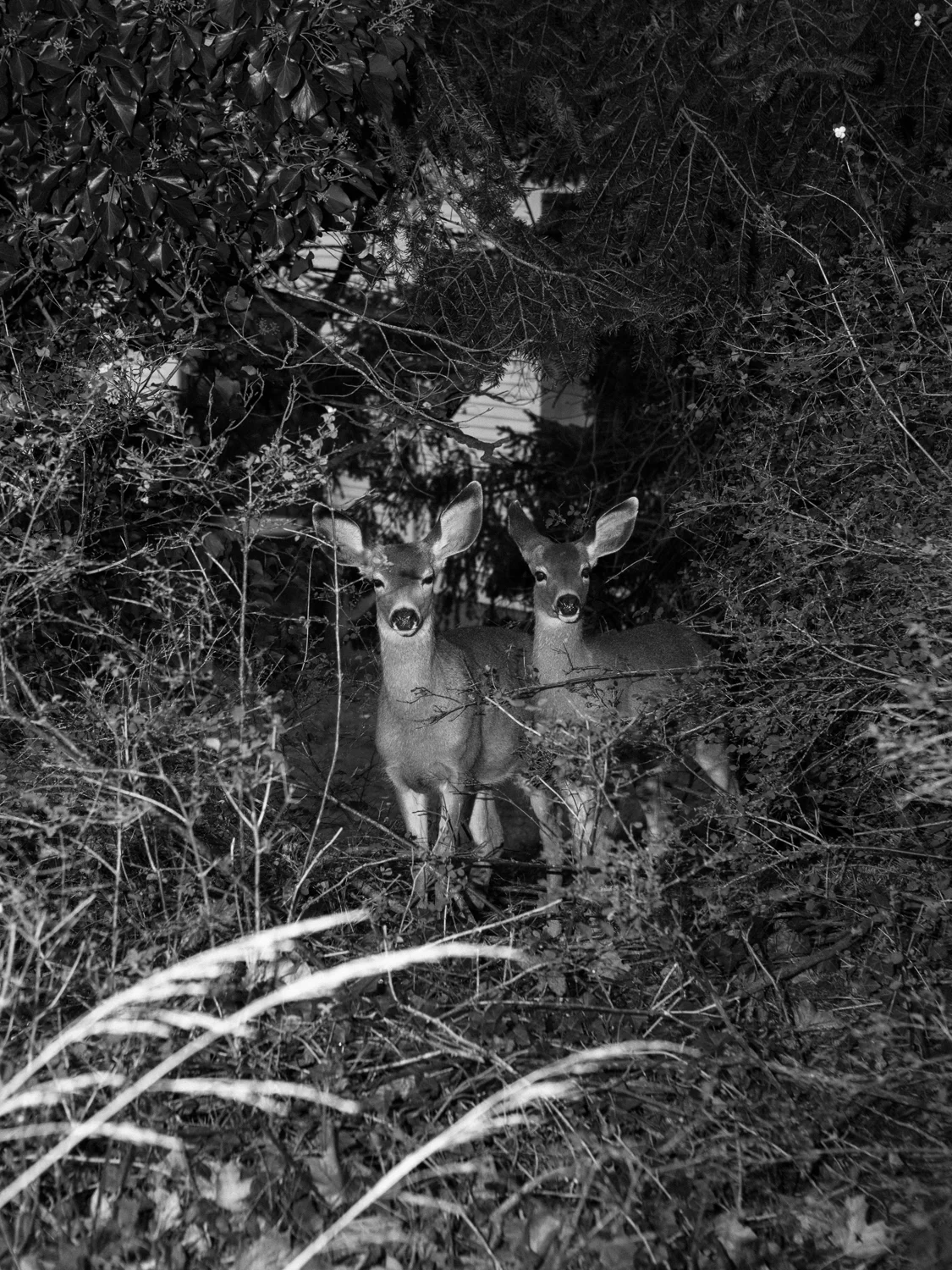 DeerSeries_Calisch_WEB-13.jpg