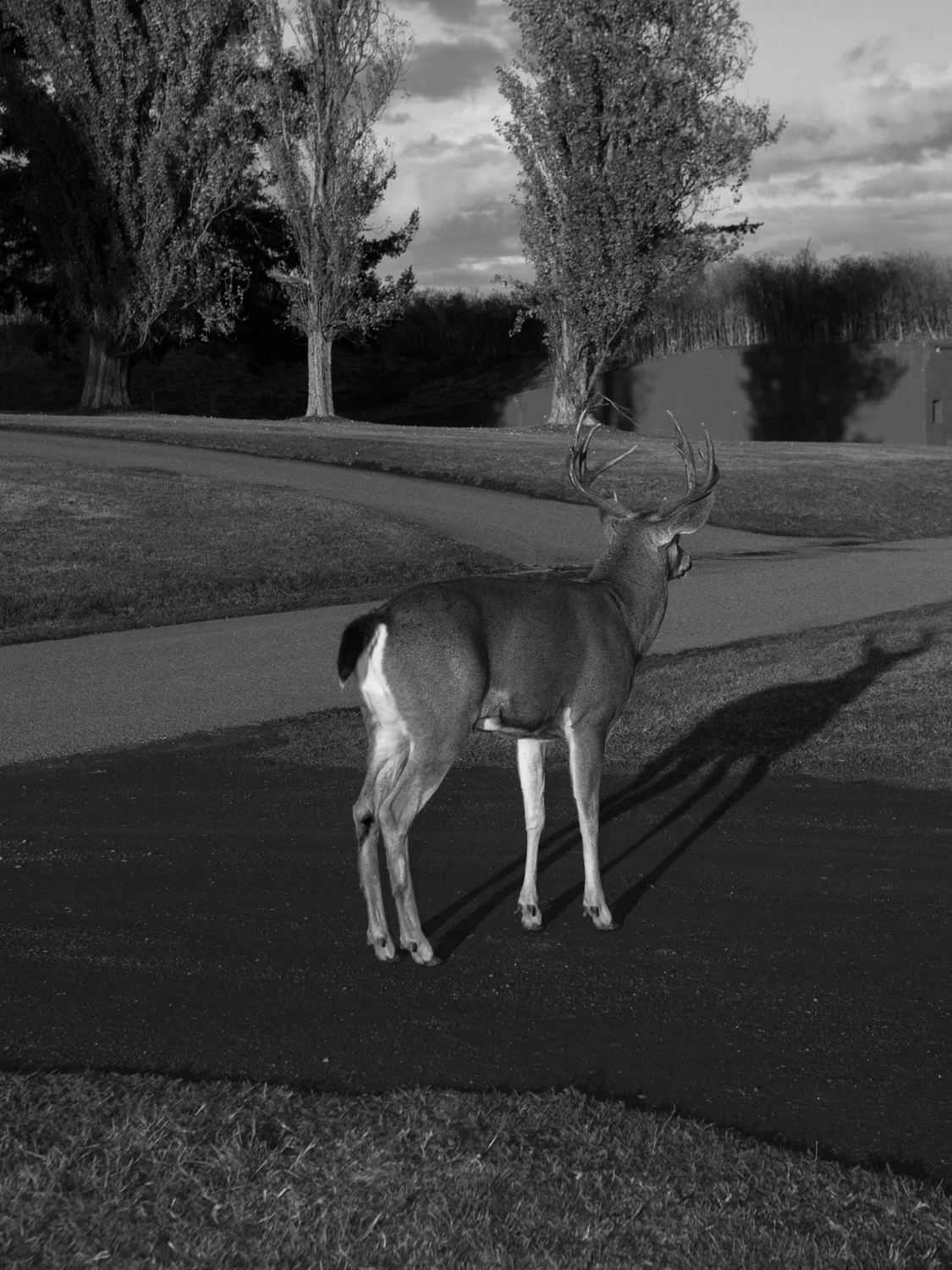 DeerSeries_Calisch_WEB-19.jpg