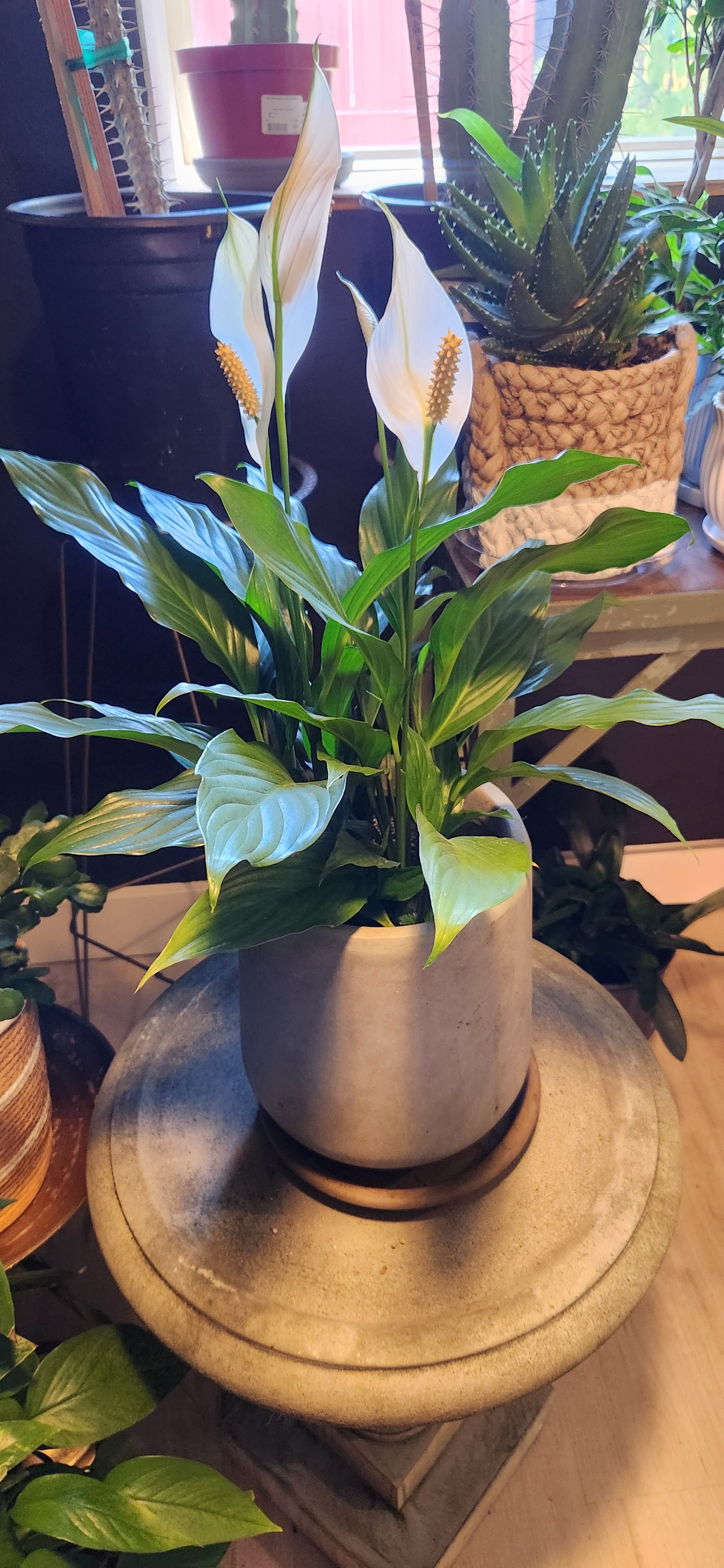 Peace Lily Plant