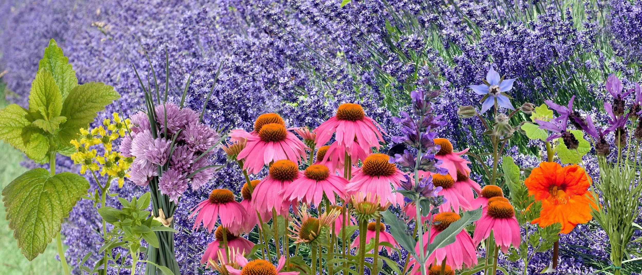 iStock-garden 655659600.jpg