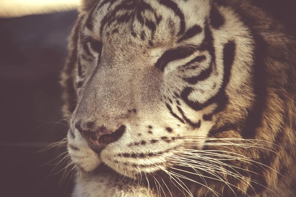 FreeTiger.jpg
