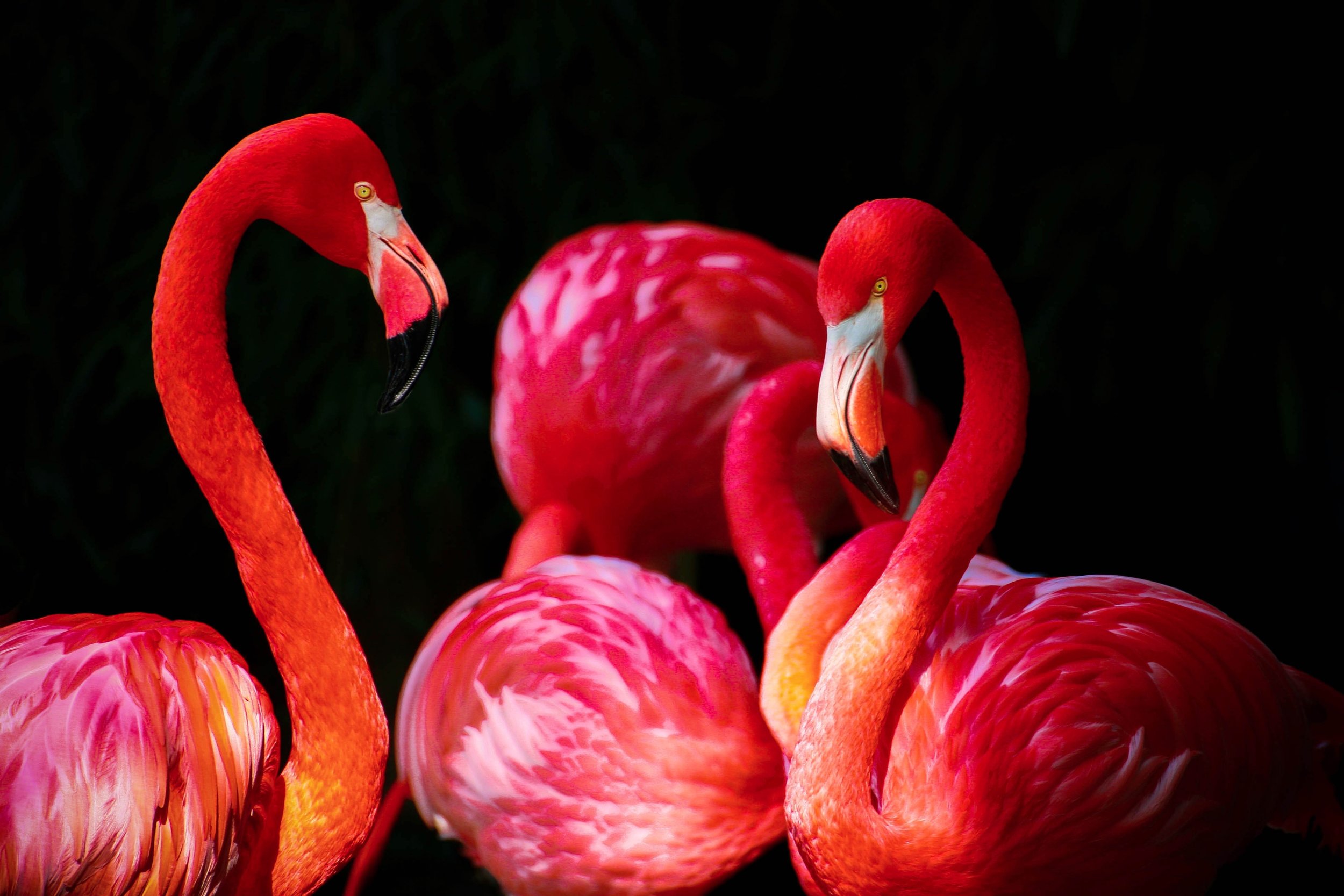 animals-birds-caribbean-flamingo-36018.jpg