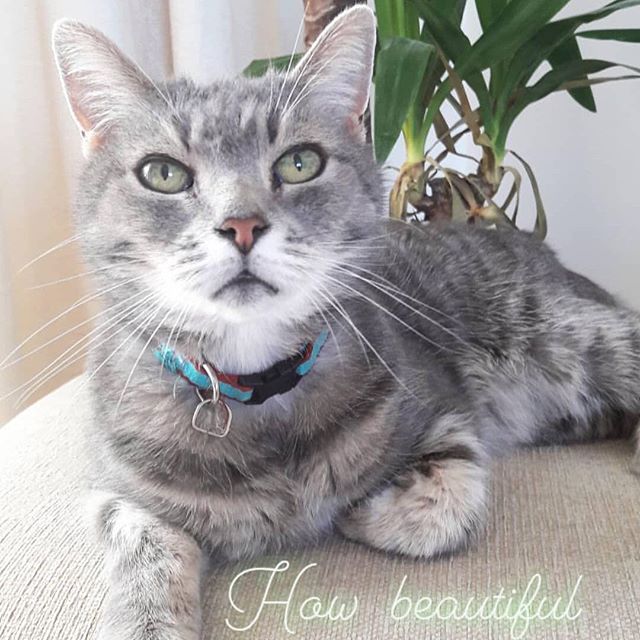 Here is our beautiful boy the real Figgs. He has sparkly green eyes and a cute pink button nose just like our Figgs is the Hollie and Figgs story books. He loves to have his photo taken and can't wait to play with Hollie and take her on their next ad