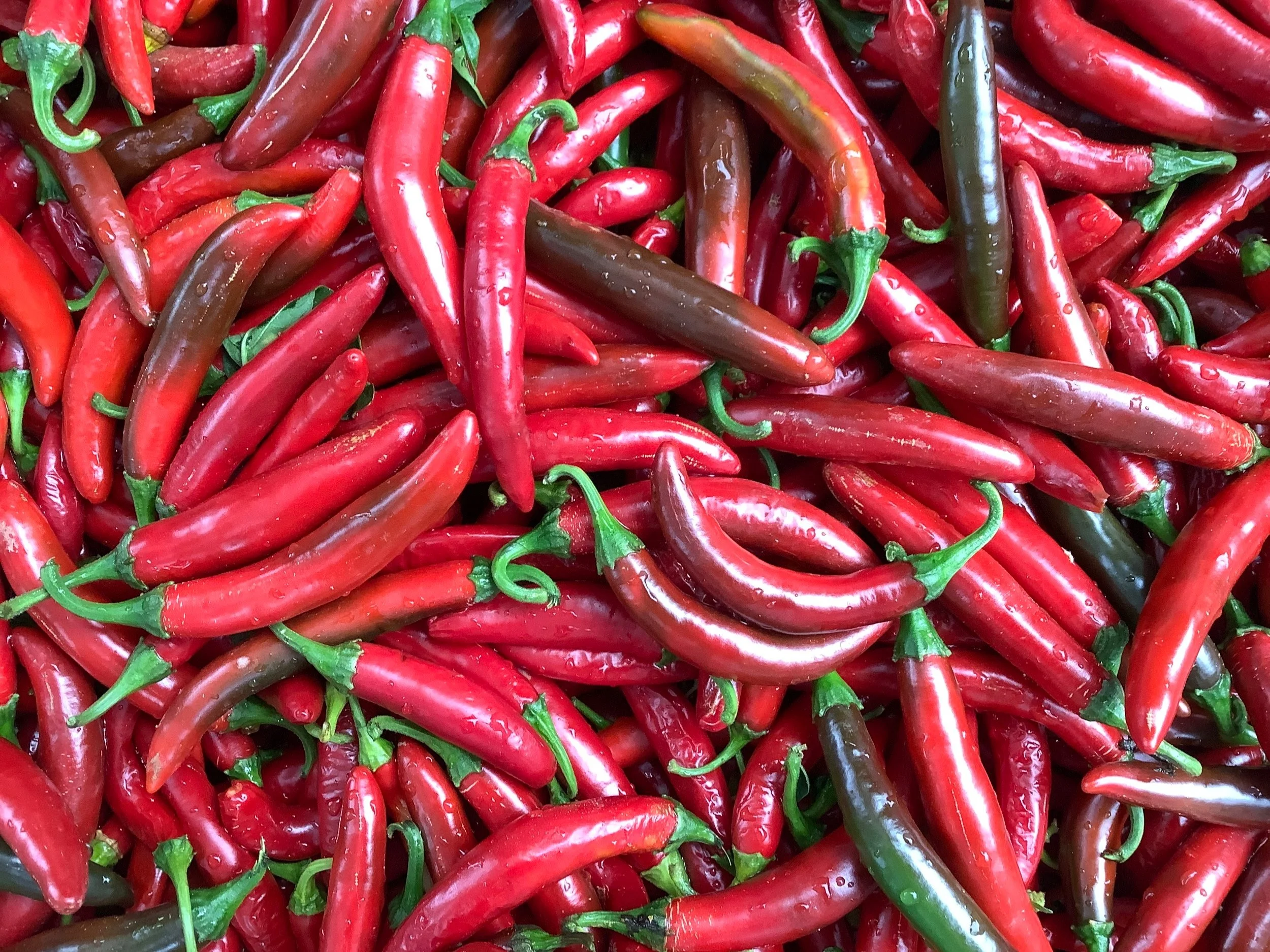 Hot Pepper Harvest