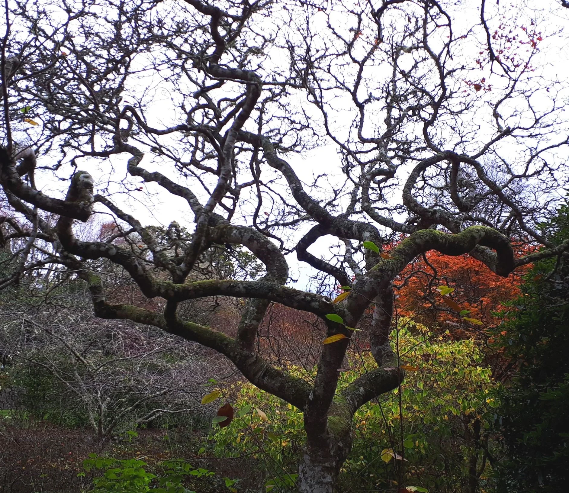 A magnificient Magnolia tree in winter at Glenfalloch Gardens, Portobello Road, Dunedin.