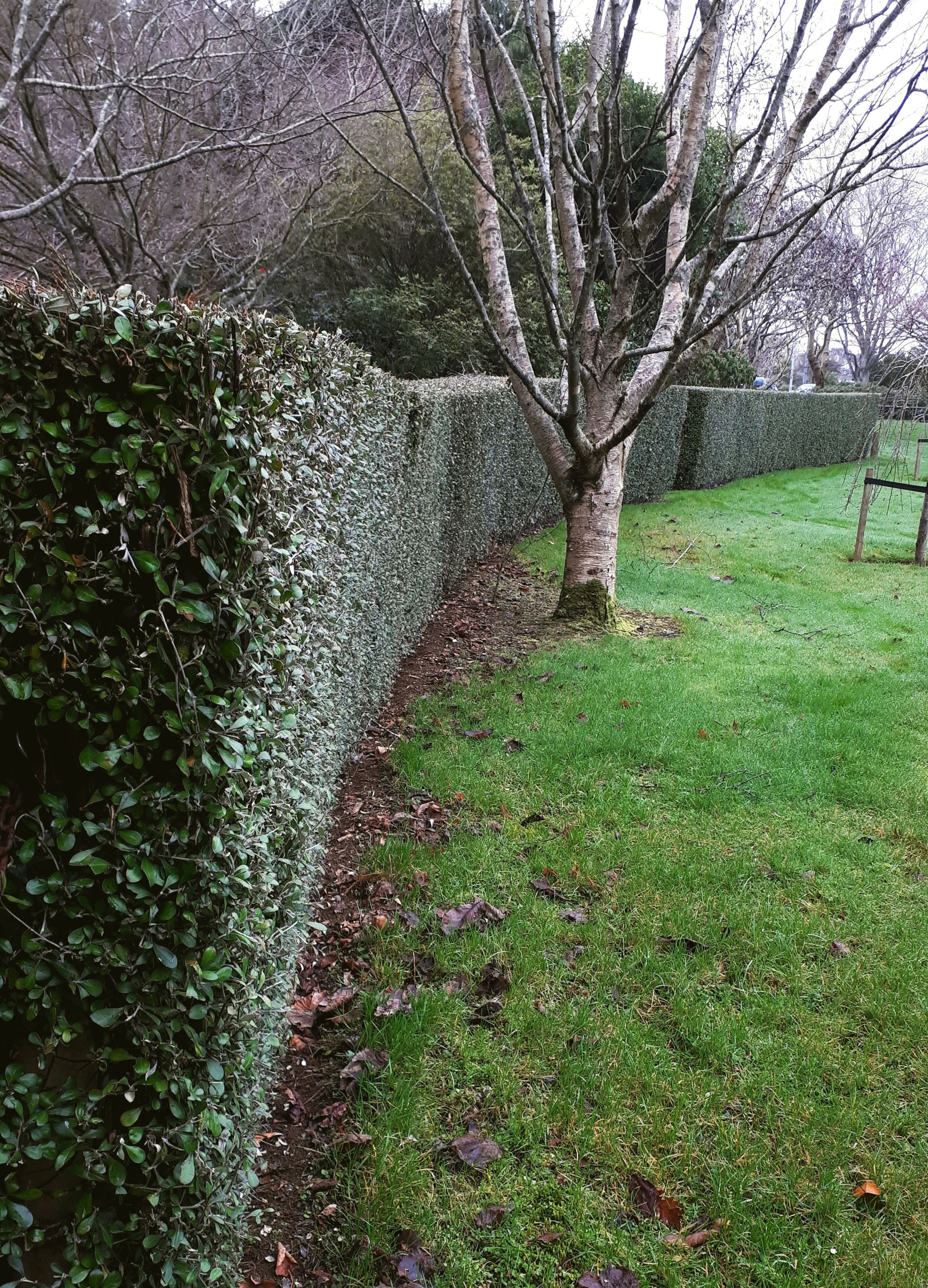 Corokia_hedge_cropped.jpg