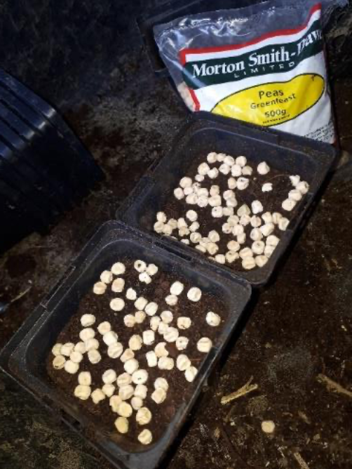 sowing microgreen seeds leaf landscape design