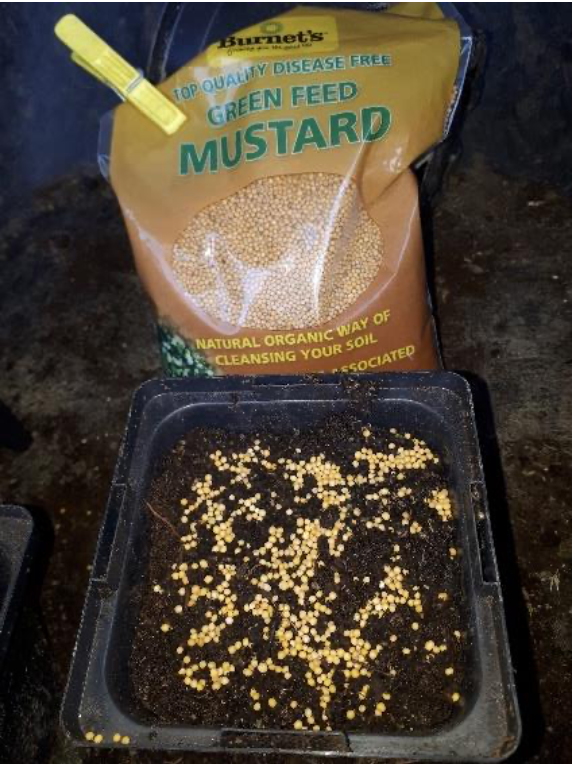 beginner microgreen how to leaf landscape design