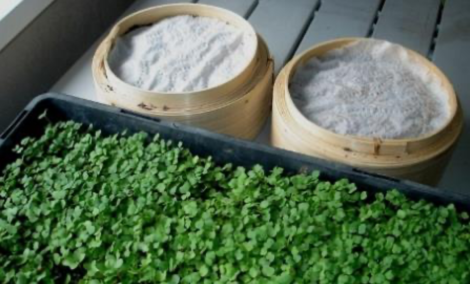 microgreens leaf landscape designs