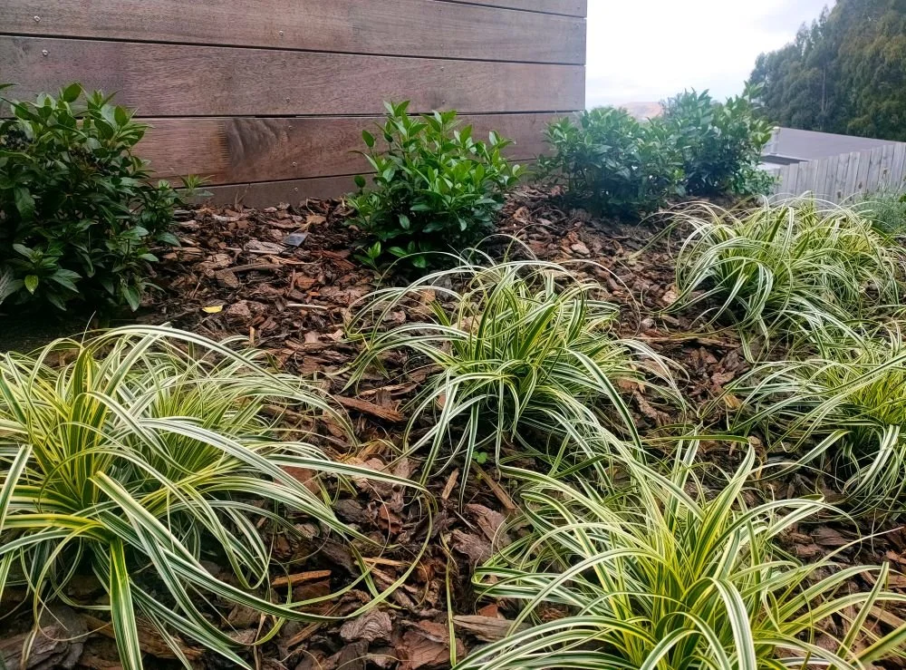 Carex Blondie.jpg