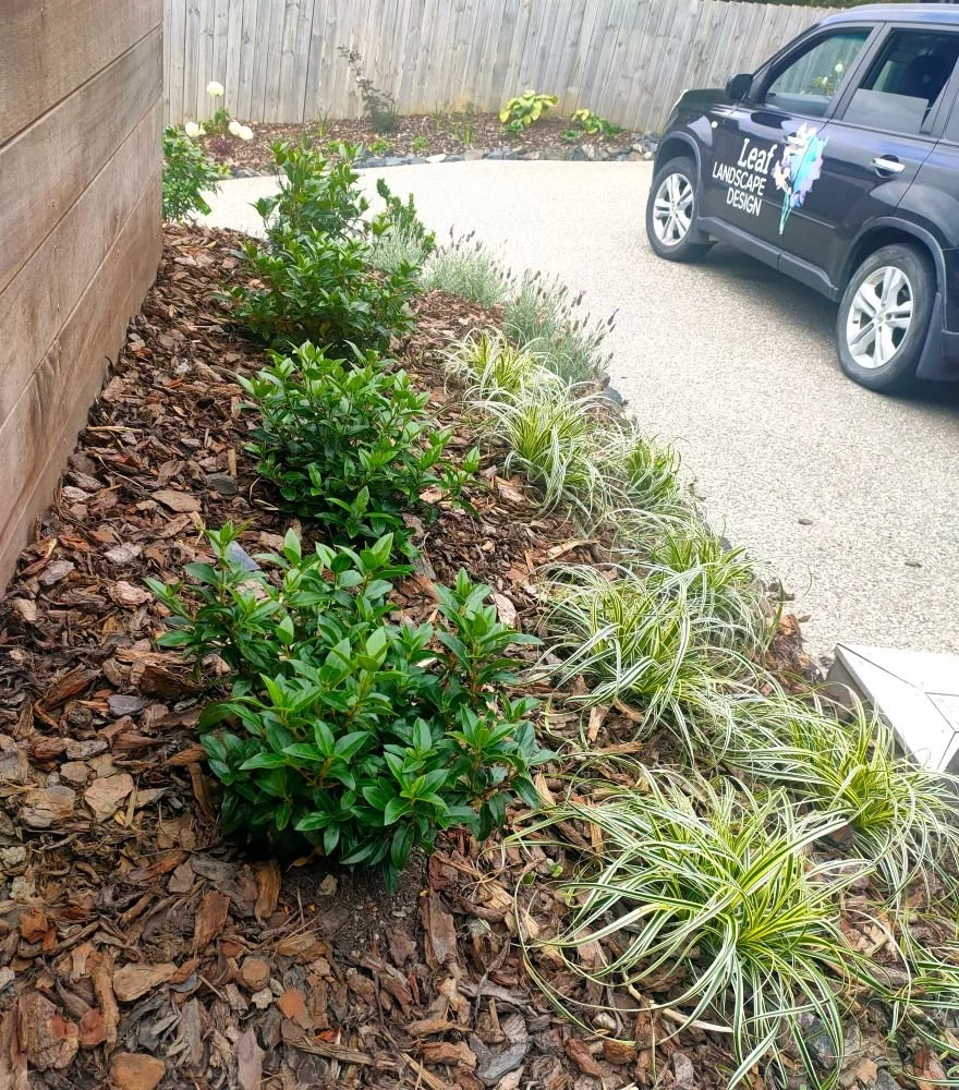 planted garden.jpg
