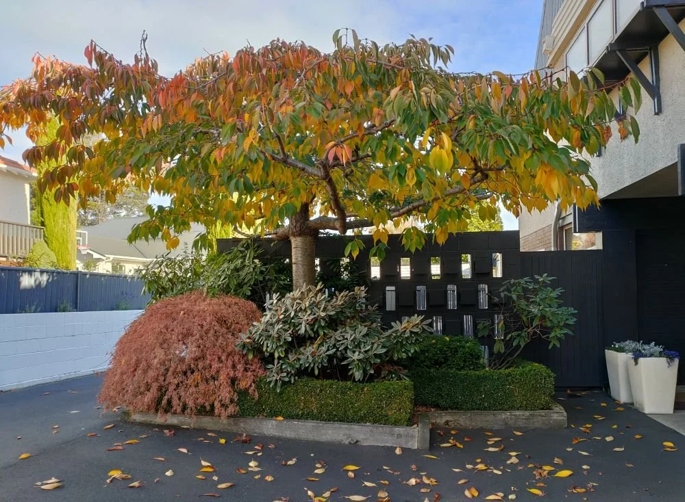 Ross front entrance.jpg