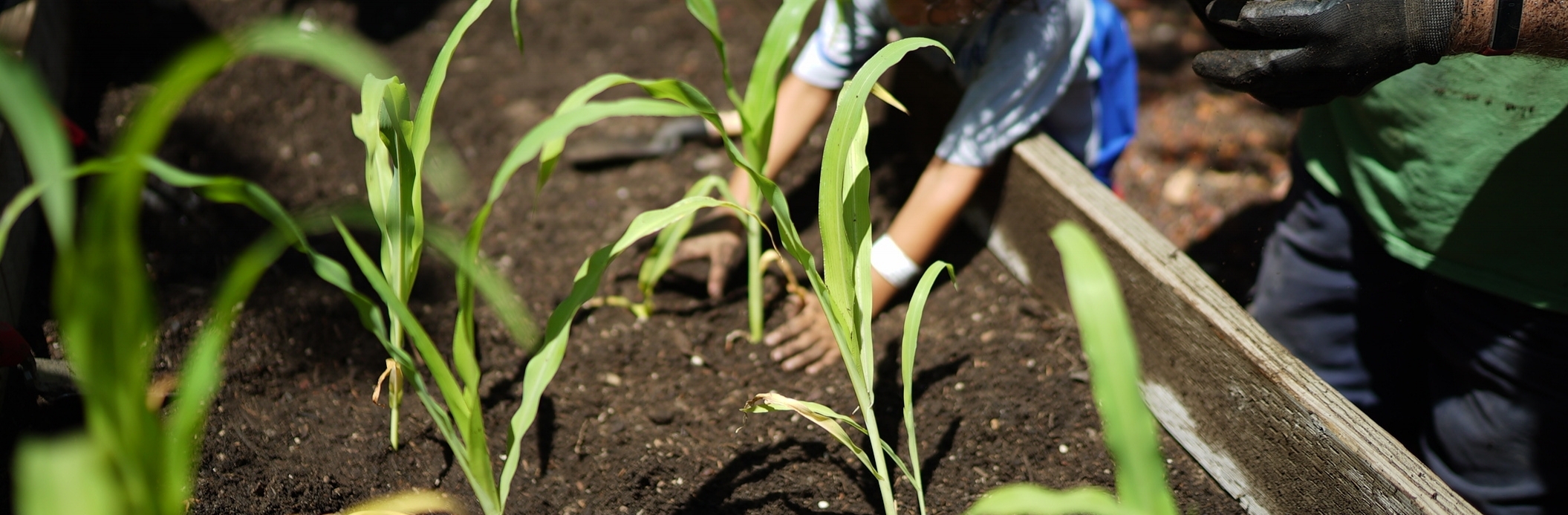 Regenerative And Urban Agriculture Los Angeles Food Policy Council