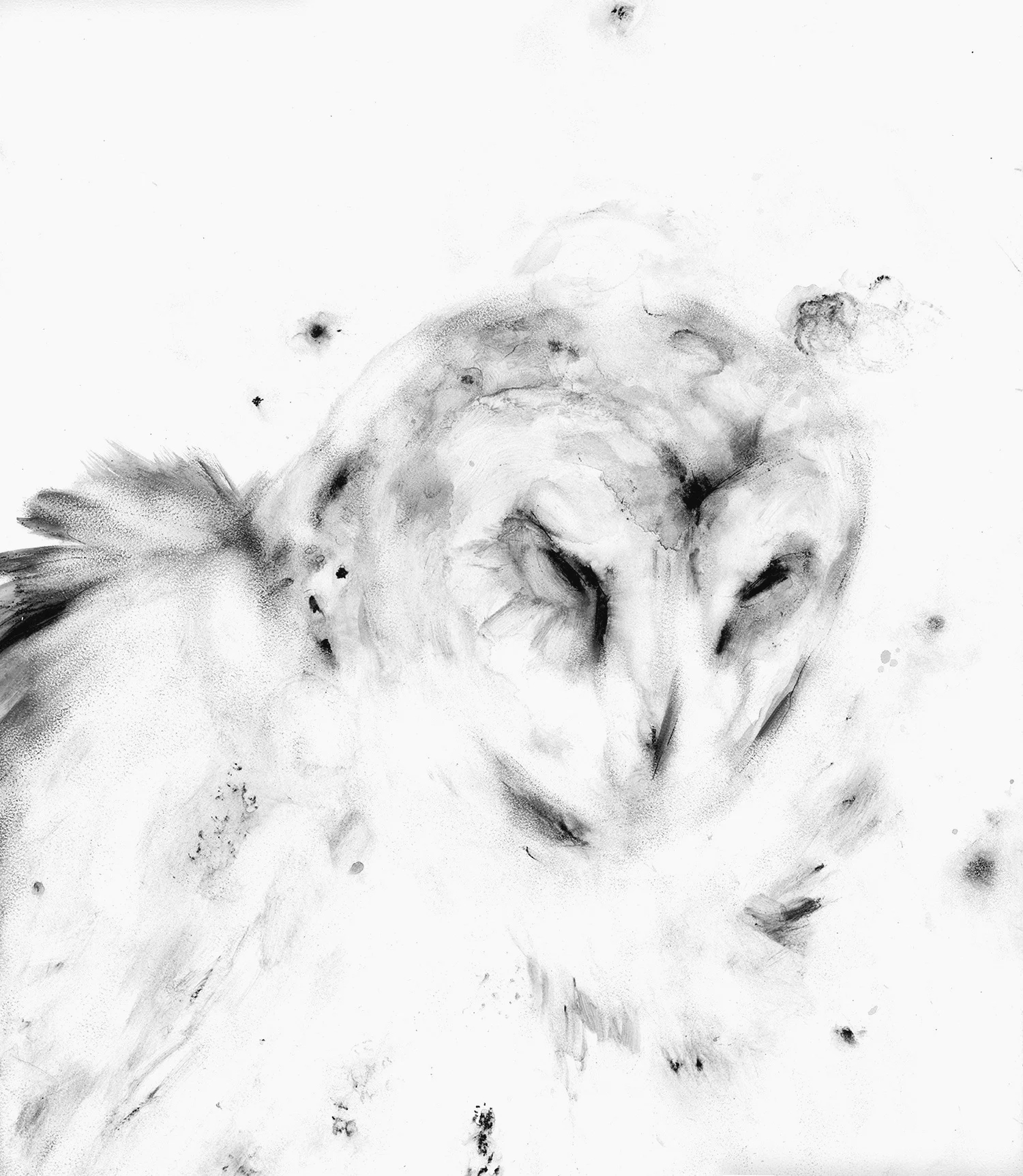 Barn Owl 1