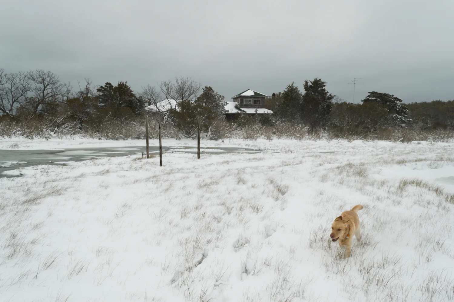 Assateague18.jpg