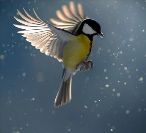 beautiful%252Bbird.jpg