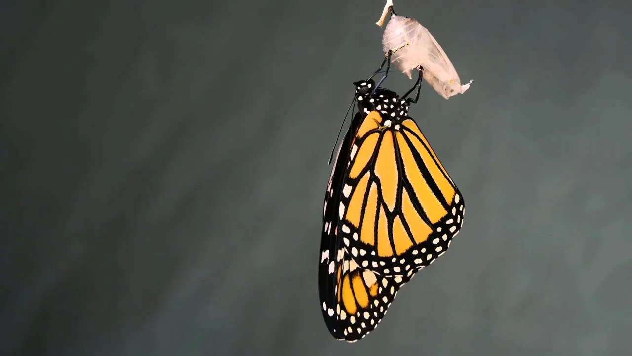 butterfly.jpg