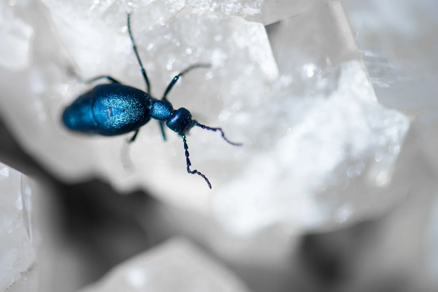Color Photograph, Insect, Flower, Bug, Beetle, Midwest, Interior Design, Wall Art
