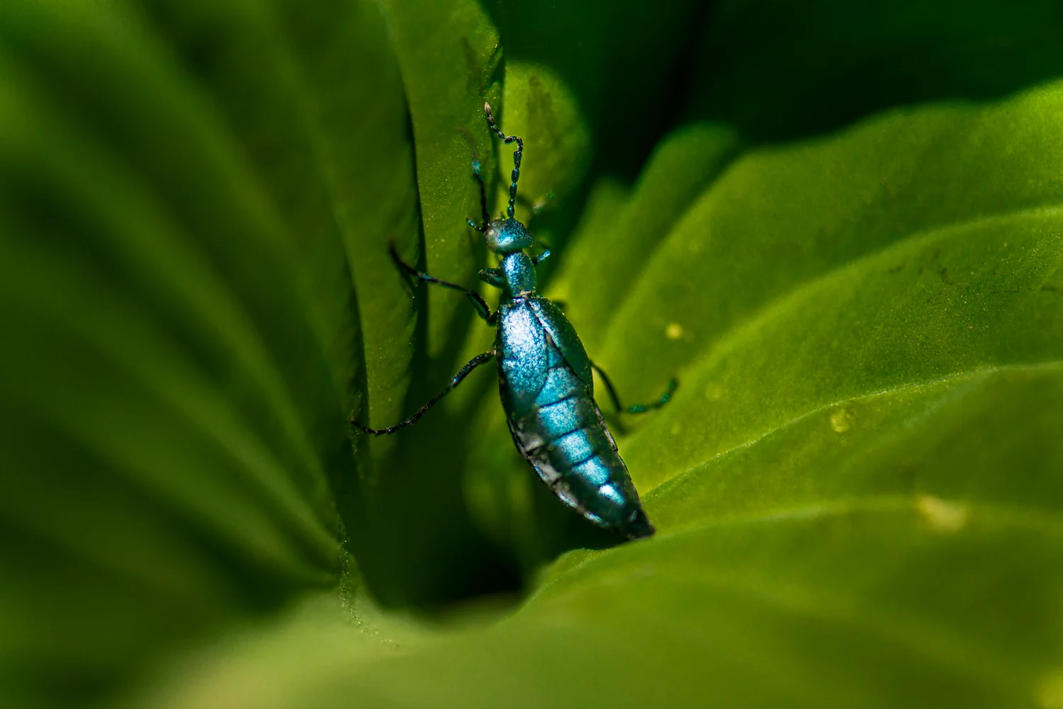 Color Photograph, Insect, Flower, Beetle, Midwest, Interior Design, Wall Art