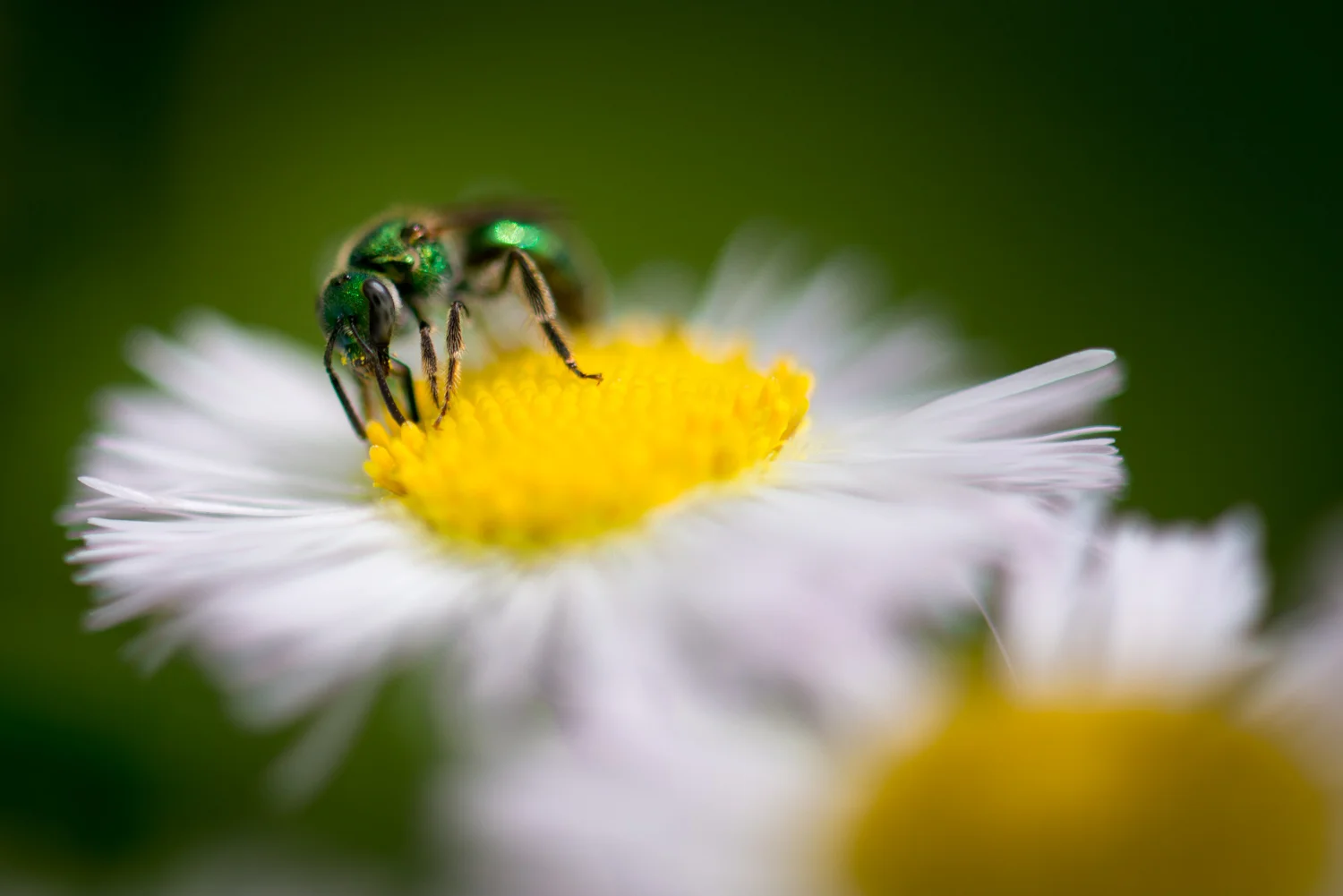 Color Photograph, Insect, Flower, Bee, Midwest, Interior Design, Wall Art