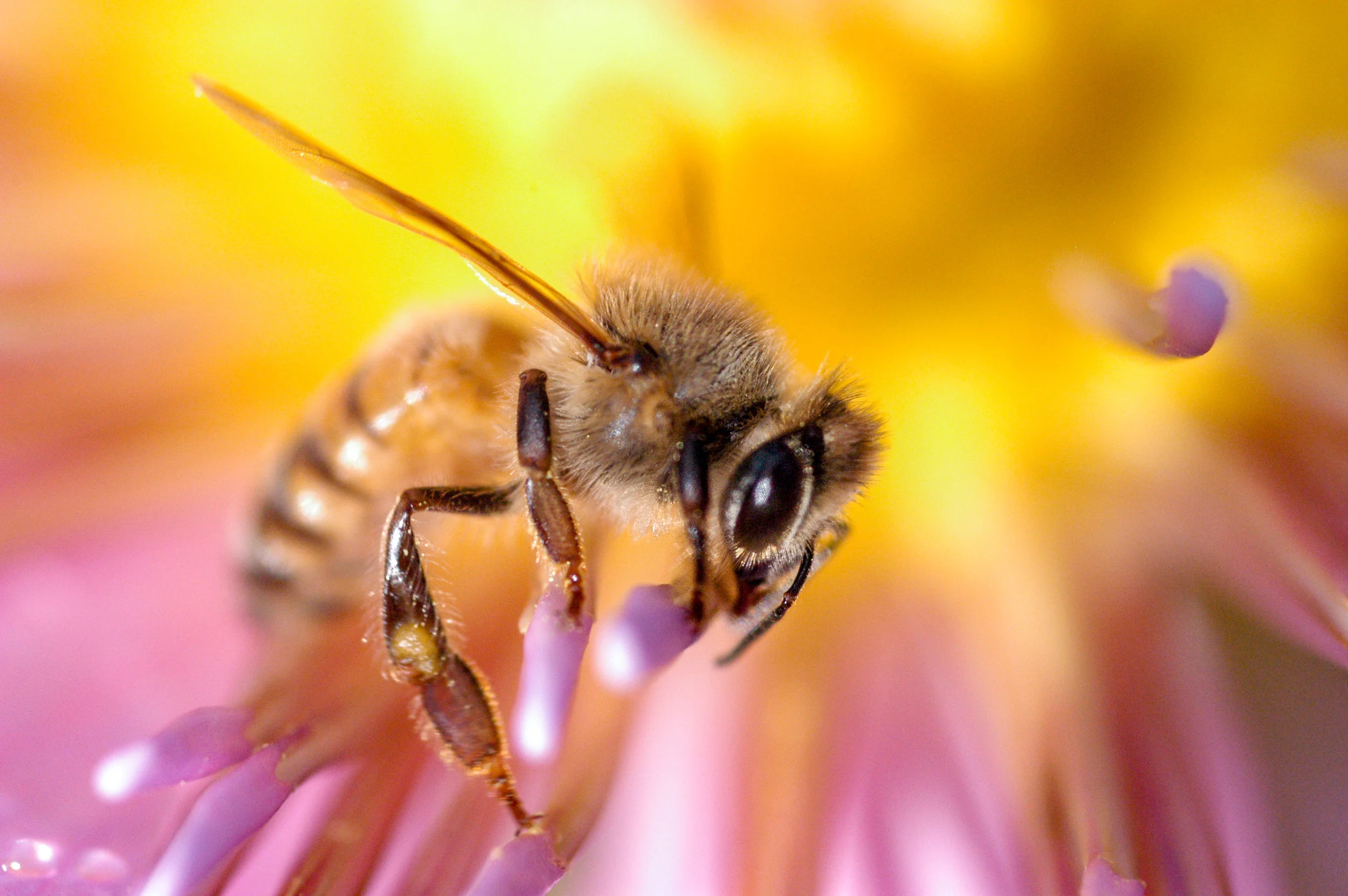 Color Photograph, Insect, Flower, Honey Bee, Midwest, Interior Design, Wall Art