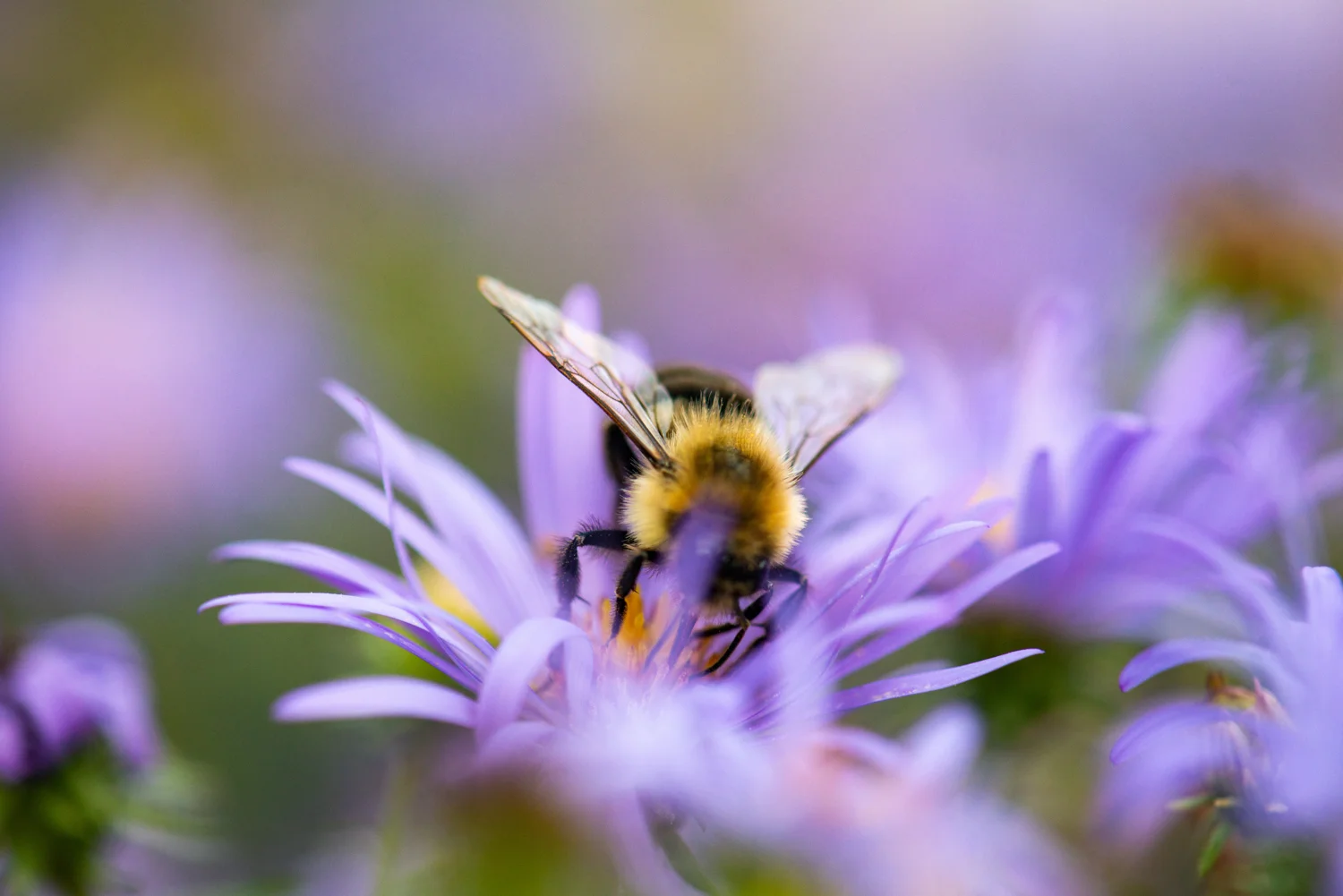 Color Photograph, Insect, Flower, Bumble Bee, Midwest, Interior Design, Wall Art