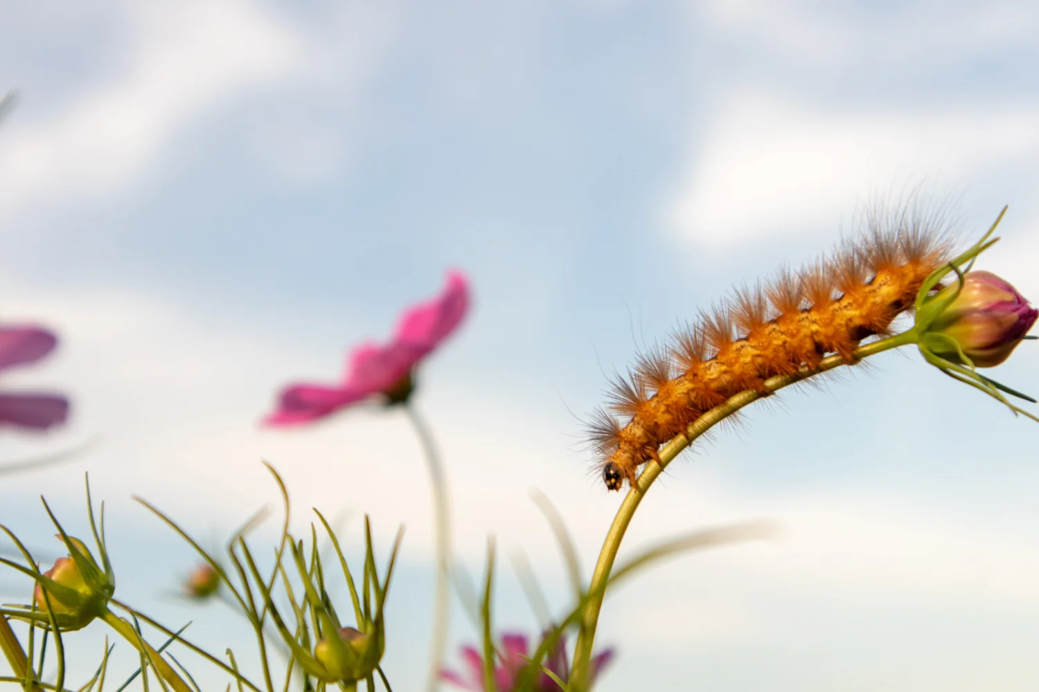 Color Photograph, Insect, Flower, Caterpillar, Midwest, Interior Design, Wall Art