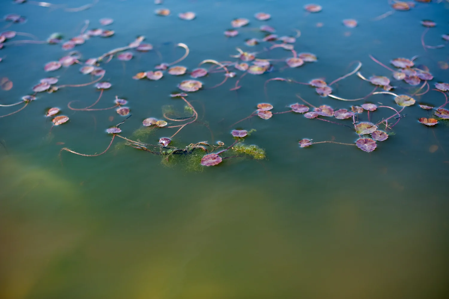 Water Lily, Pond, Abstract Art, Midwest, Color Photograph, Healing Art, Hospital Art, Interior Design, Wall Art