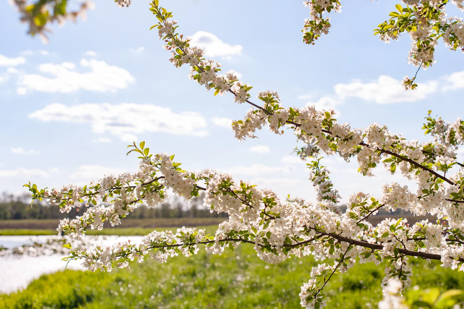Landscape, Spring, Midwest, Color Photograph, Healing Art, Hospital Art, Interior Design, Wall Art