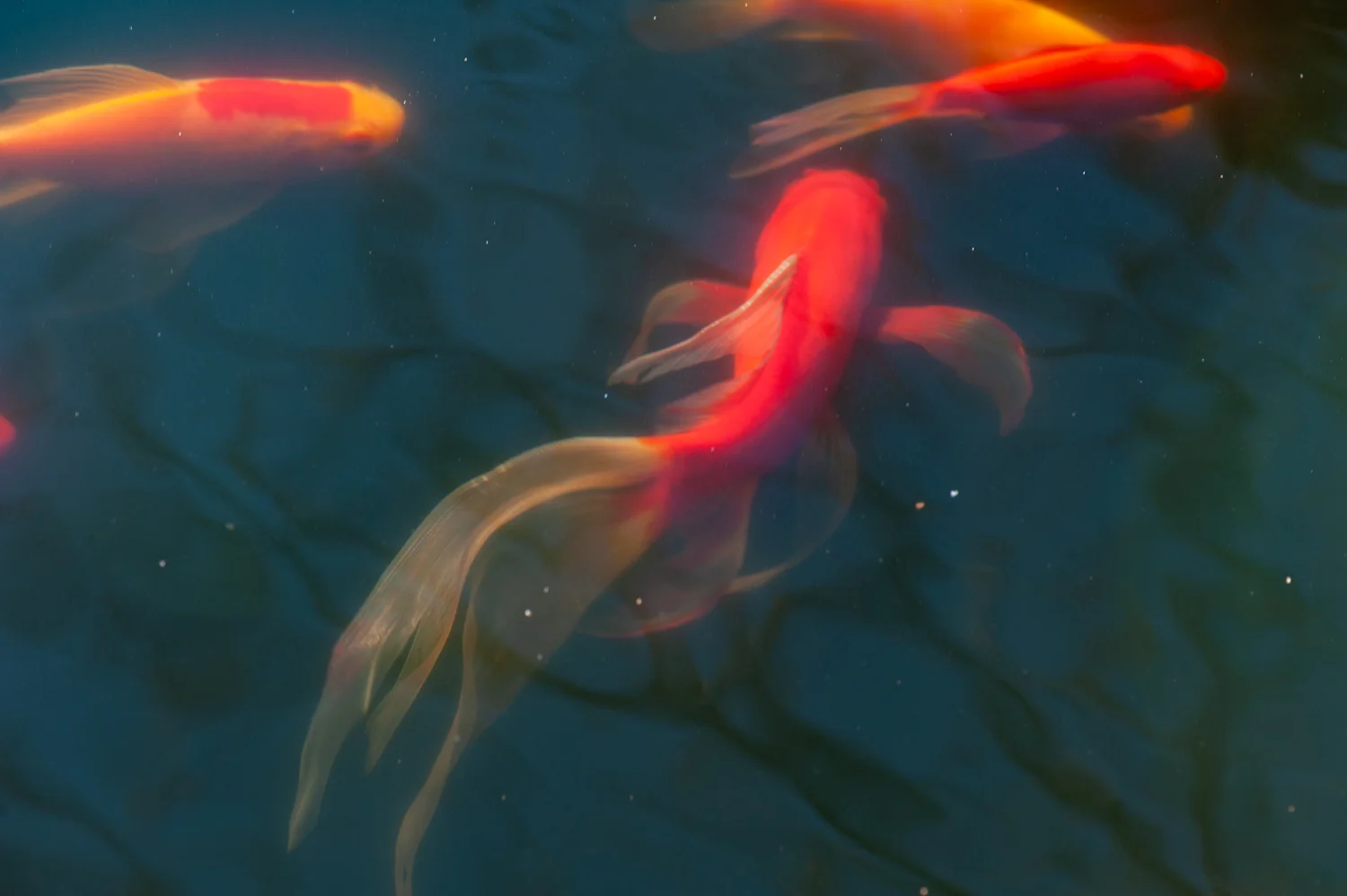 Color Photograph, Fish, Goldfish, Midwest, Interior Design, Wall Art