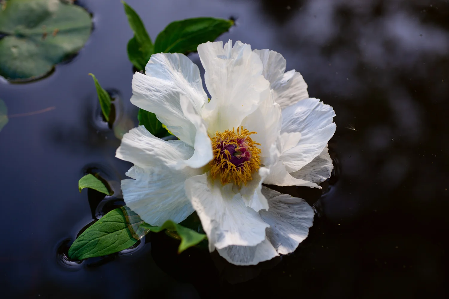Flower, Peony, Tree Peony, Midwest, Color Photograph, Healing Art, Hospital Art, Interior Design, Wall Art