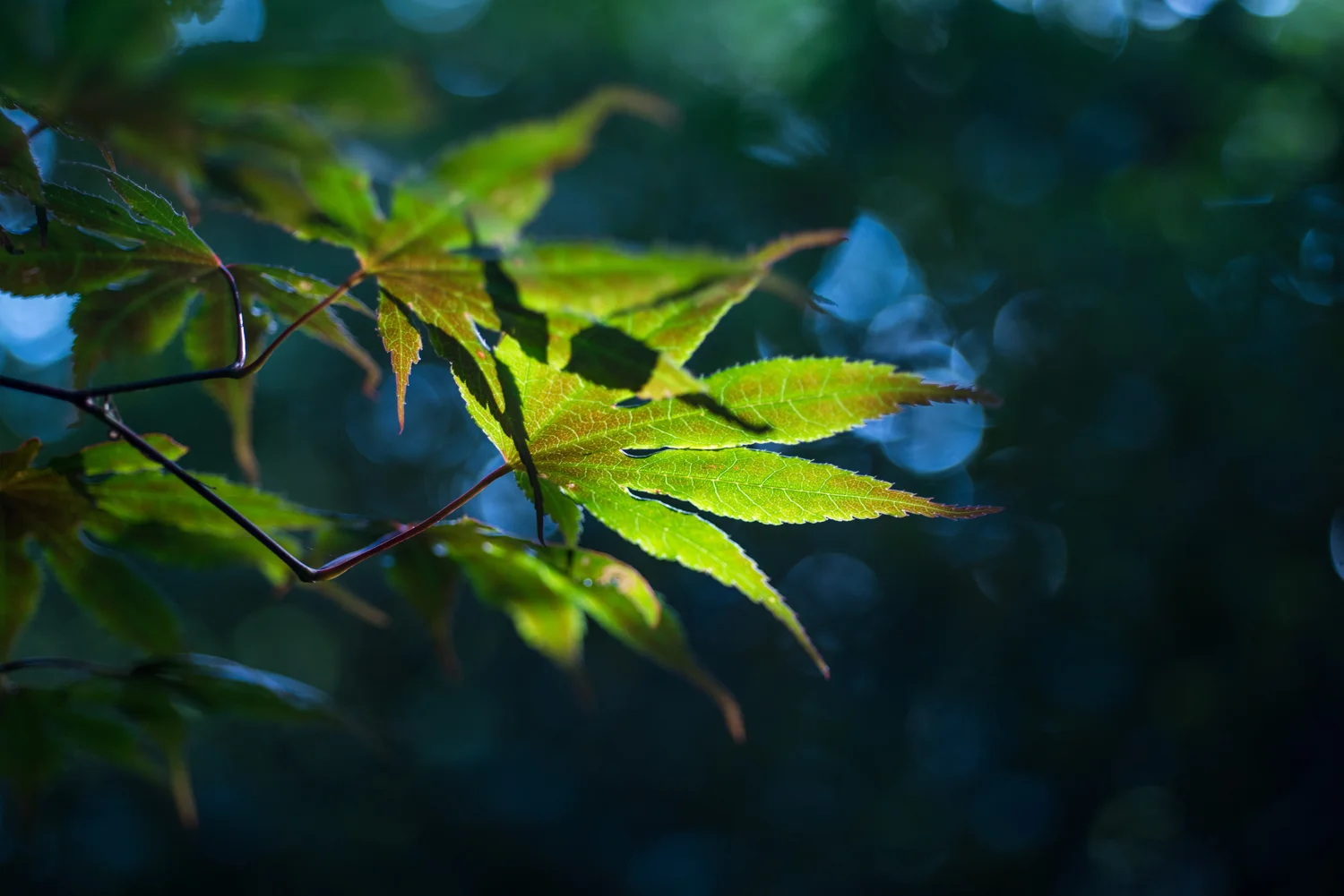 Japanese Maple, Midwest, Color Photograph, Healing Art, Hospital Art, Interior Design, Wall Art