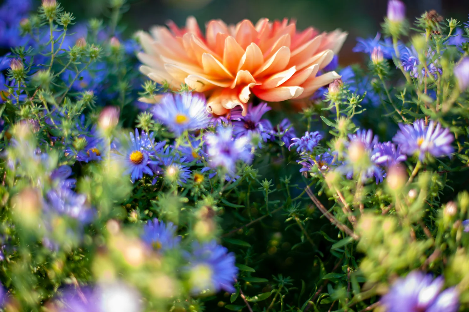 Dahlia, Midwest, Color Photograph, Healing Art, Hospital Art, Interior Design, Wall Art