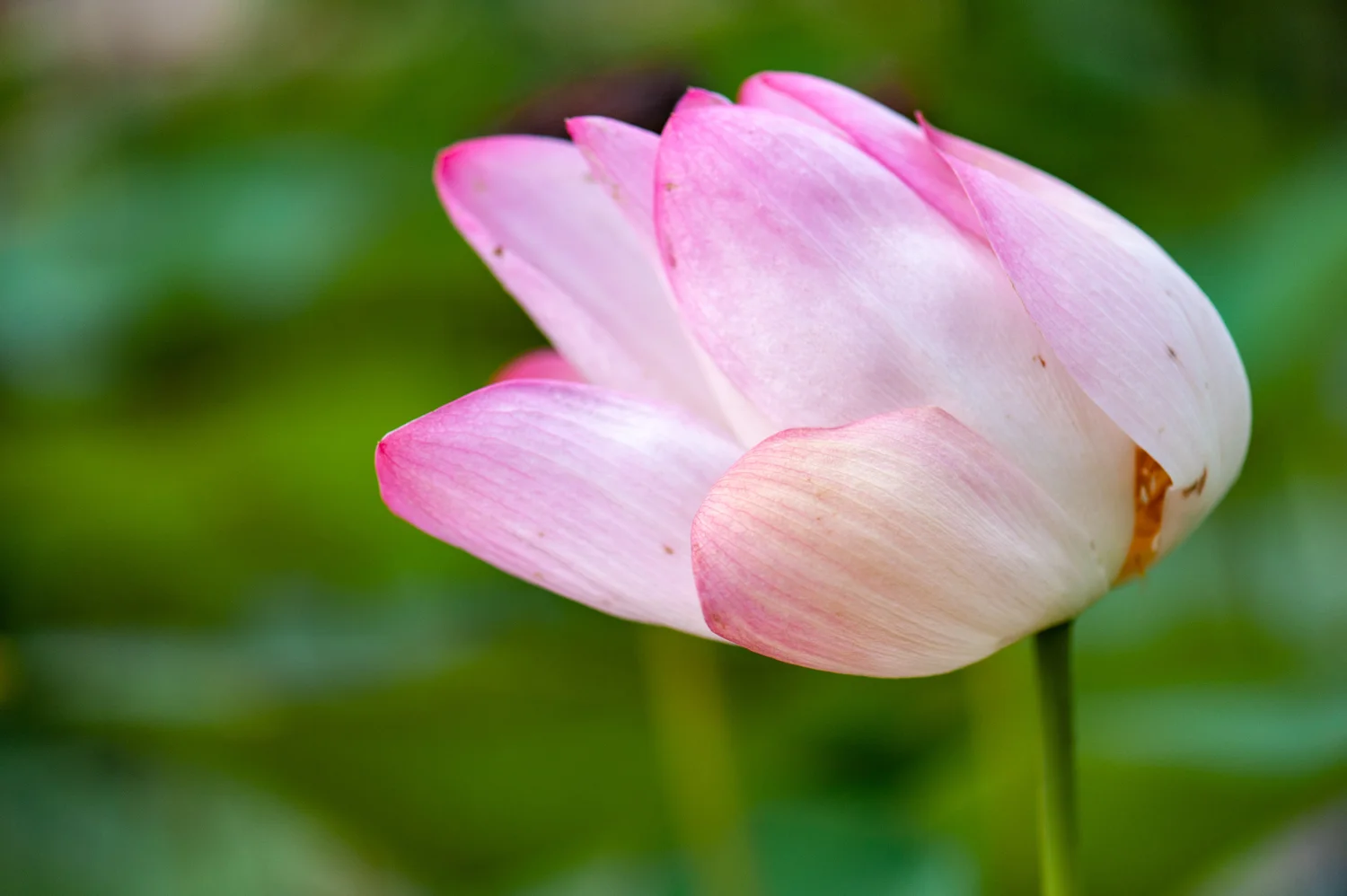 Water Lily, Lotus, Midwest, Color Photograph, Healing Art, Hospital Art, Interior Design, Wall Art