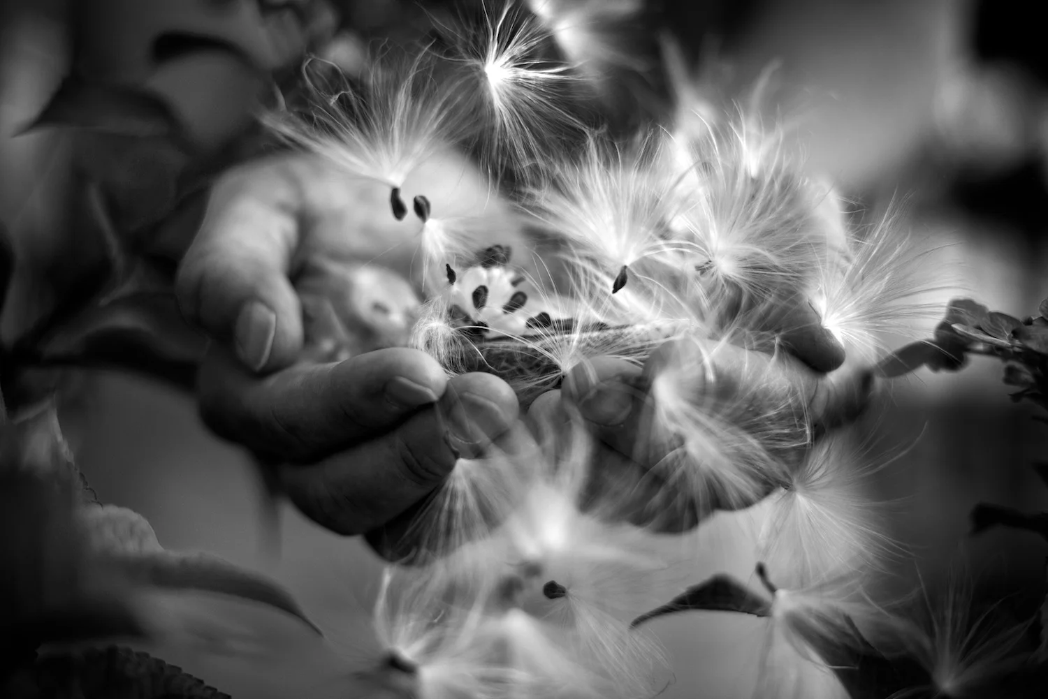 Black and White Photograph, Midwest, Seeds, Hands, Milk Weed, Interior Design, Wall Art