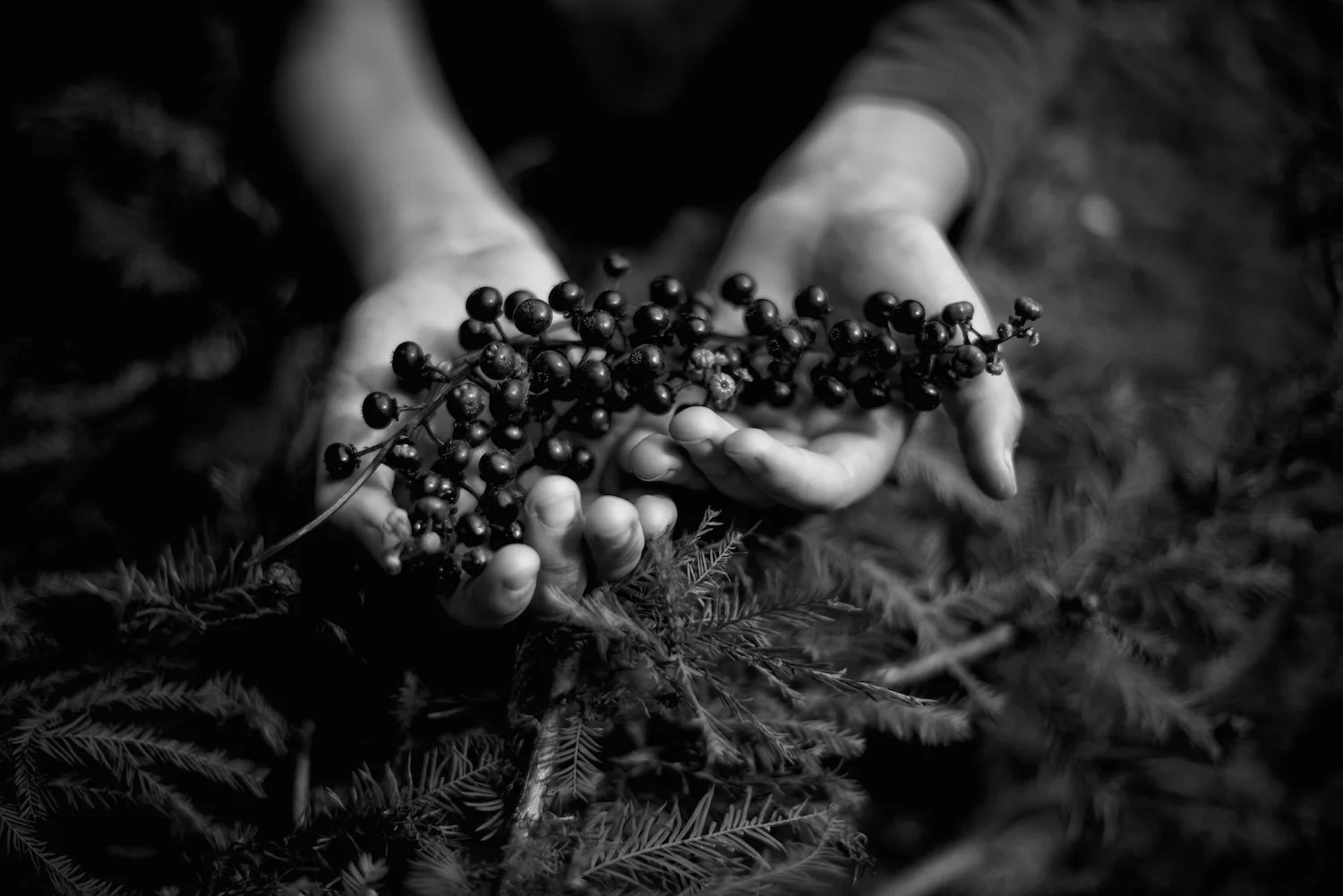 Black and White Photograph, Pokeberry, Midwest, Seeds, Hands, Interior Design, Wall Art