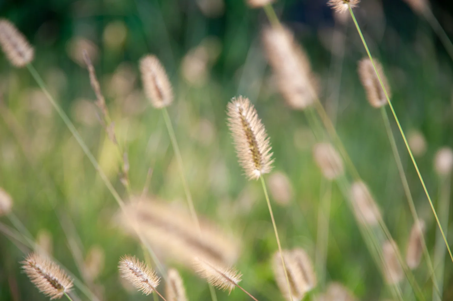 Grass, Seed Heads, Midwest, Color Photograph, Healing Art, Hospital Art, Interior Design, Wall Art