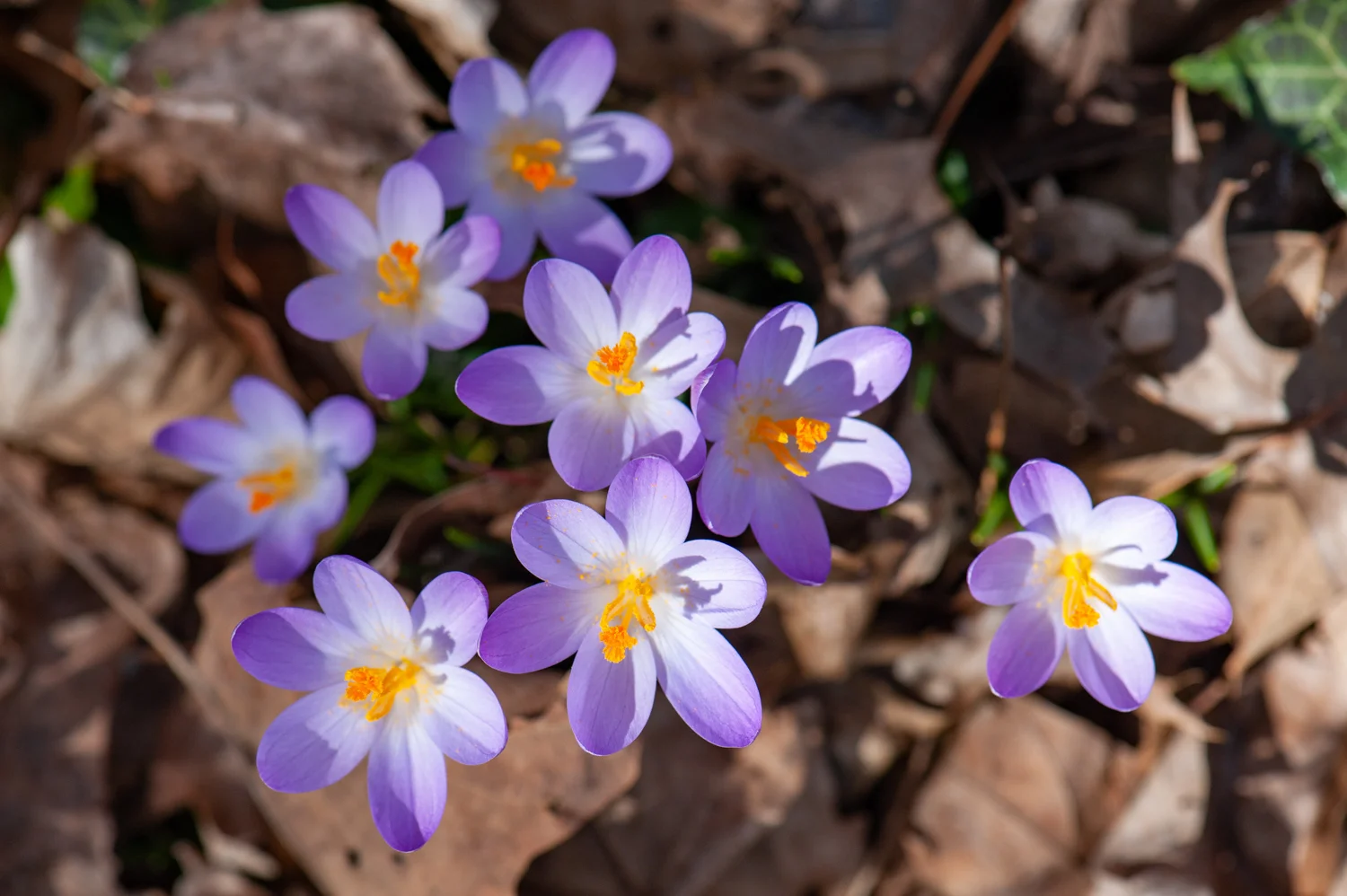 Crocus, Midwest, Color Photograph, Healing Art, Hospital Art, Interior Design, Wall Art