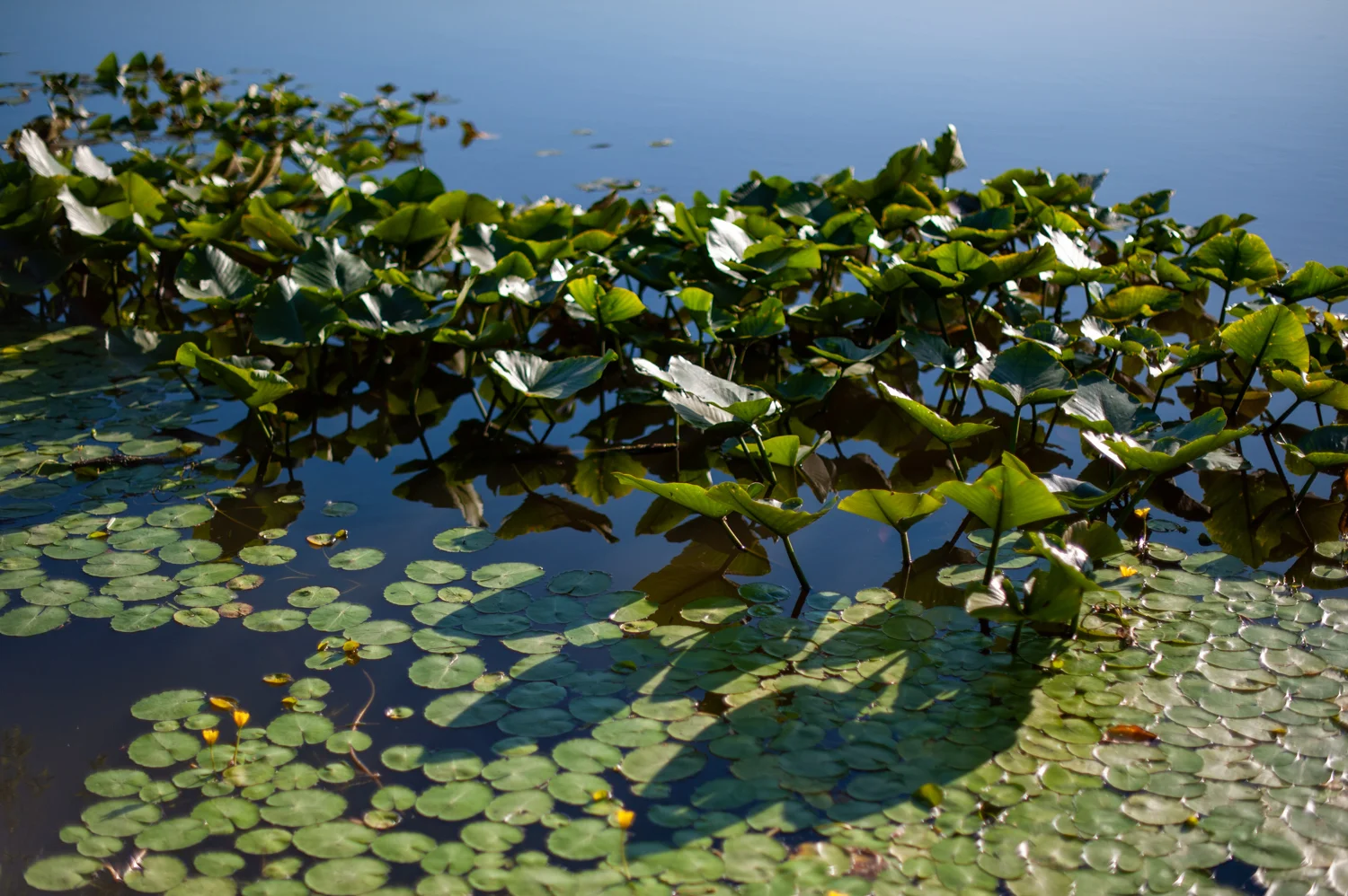 Water Lily, Pond, Midwest, Color Photograph, Healing Art, Hospital Art, Interior Design, Wall Art