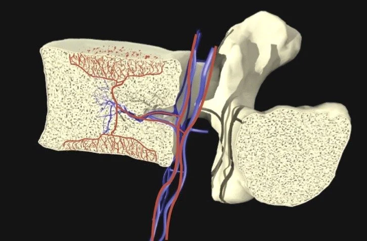 Basivertebral nerve (red) and vasculature (blue).
