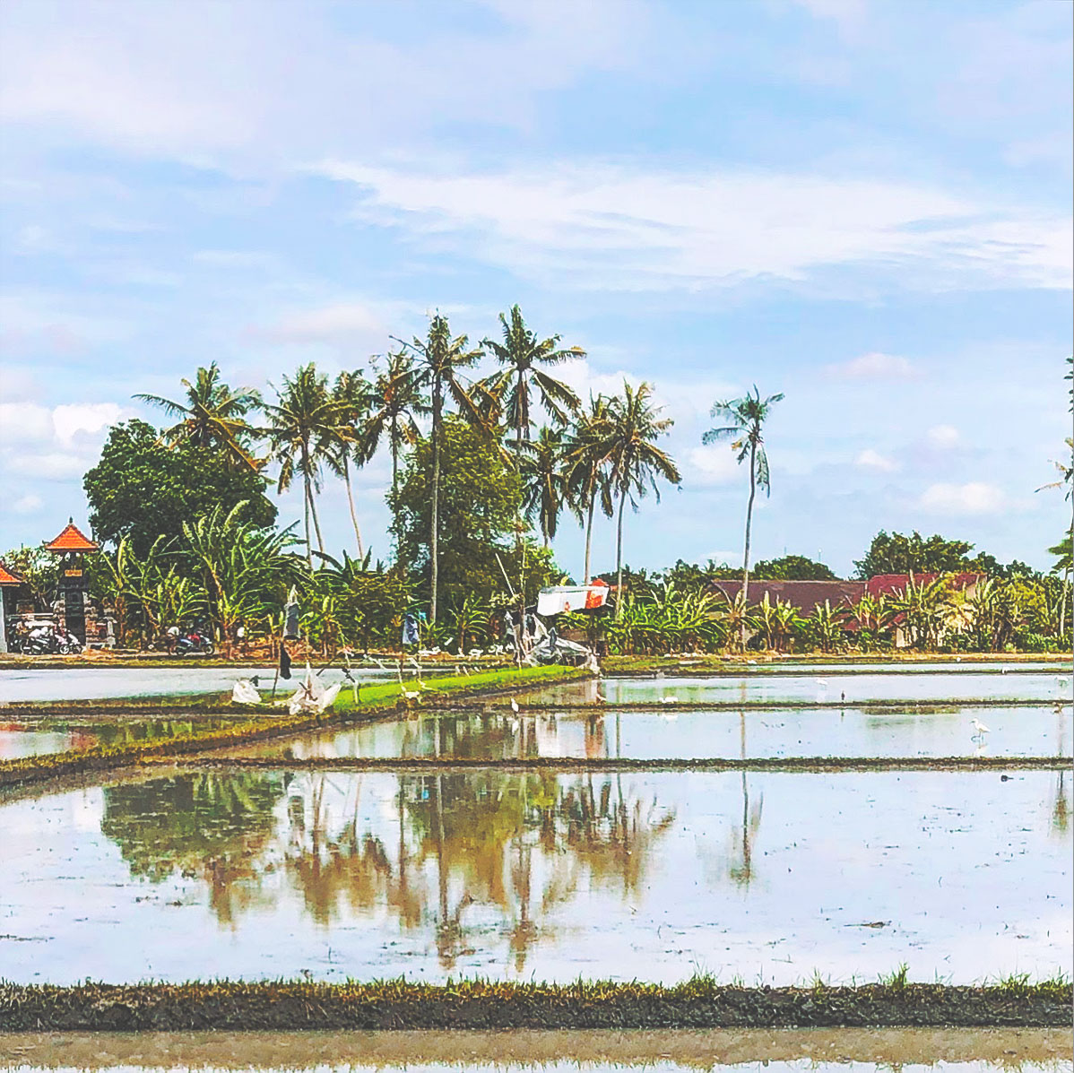 bali retreat for teachers beautiful paddy fields.jpg