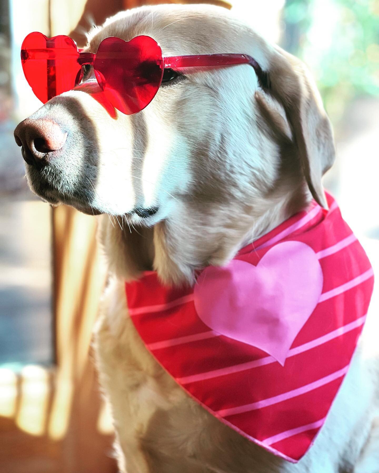 Spread the love people ❤️
.
.
.
#dogsofinstagram #talesofalab #labradorretriever #yellowlab #love #valentines #photooftheday #picoftheday #pnwonderdogs #tuckerandpoppy