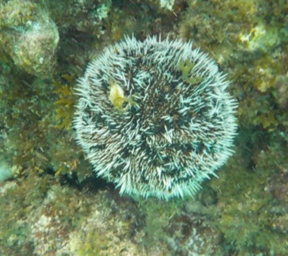 Sea Urchin - 001.JPG