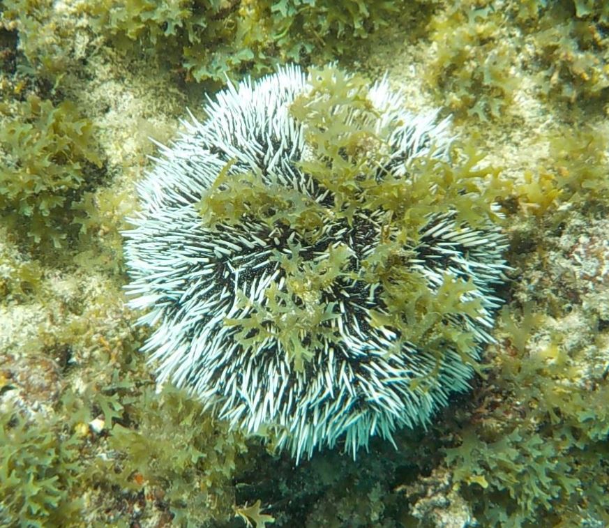 Sea Urchin - 002.JPG