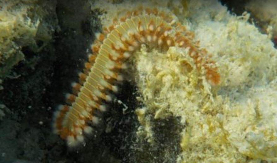 Sea Worm.JPG