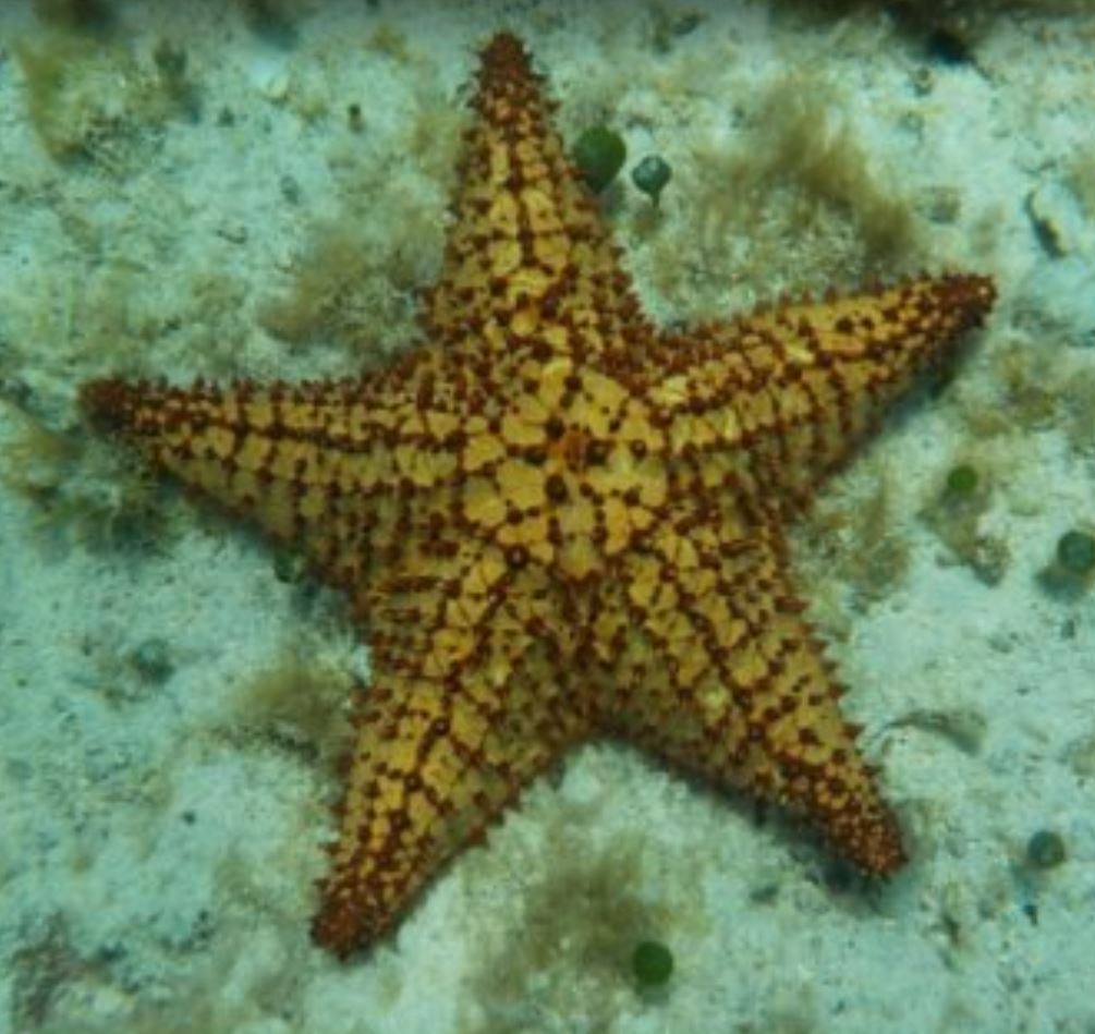 Starfish - 001.JPG